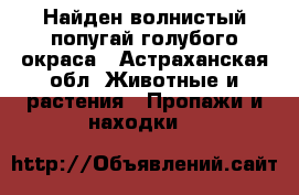 Найден волнистый попугай голубого окраса - Астраханская обл. Животные и растения » Пропажи и находки   